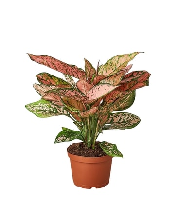 Aglaonema 'Lady Valentine' Plant Plant