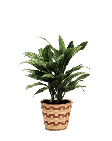 Silver Queen Aglaonema Flower Arrangement