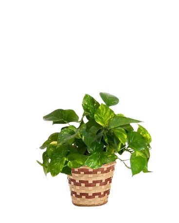 Pathos Plant Flower Arrangement