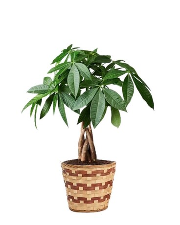 Money Tree Plant Plant