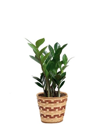 ZZ Plant Flower Arrangement