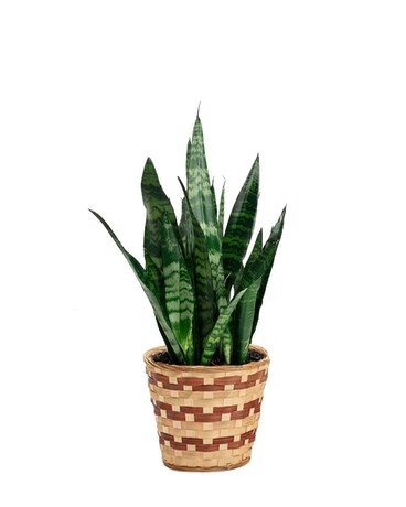 Snake Plant Flower Arrangement