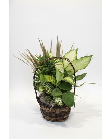 Sympathy Plants in East McKeesport, PA | Lea's Floral Shop