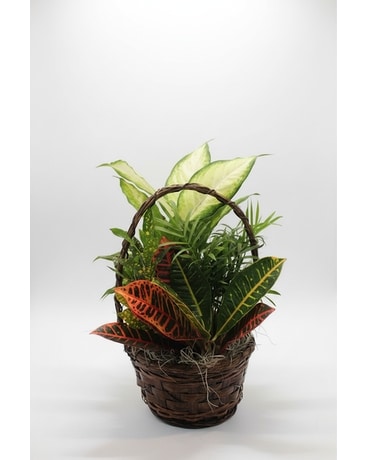 モンステラ・ポトス Exclusively for Kenny San Sympathy Plants in East McKeesport, PA | Lea's Floral Shop