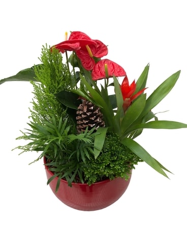 Extra Large Anthurium Mixed Planter Plant