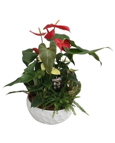 Giant Anthurium Mixed Planter Plant