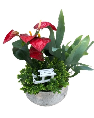 Anthurium Glitter Mixed Planter Plant
