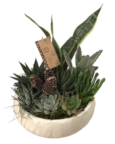 Saucer Succulent Plant