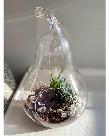 Pear Succulent Terrarium Plant