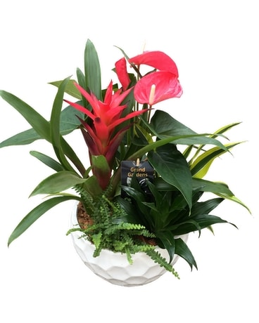 Tropical Mixed Garden in Toronto ON - June's Flower and Gift