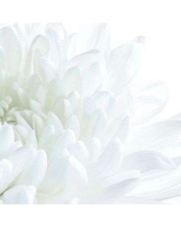Arrangement Of whites Flower Arrangement