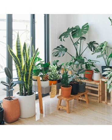 Dish Garden Plant