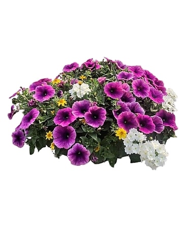 Hanging Basket Flower Arrangement