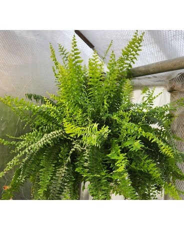 Hanging Fern Flower Arrangement