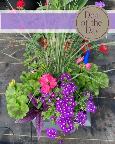 Mixed Porch Pot Flower Arrangement