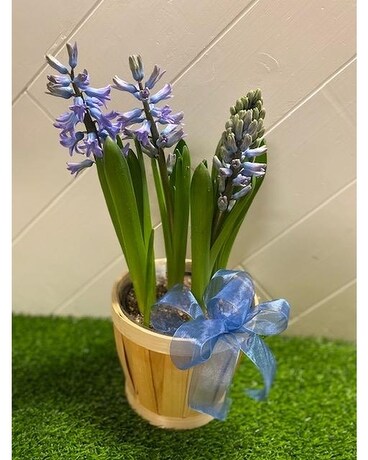 Blooming Hyacinth Plant Plant