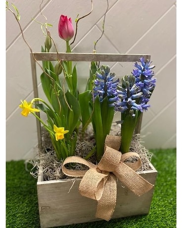 Deluxe Spring Bulb Garden Plant