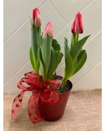 Potted Tulip Plant Plant