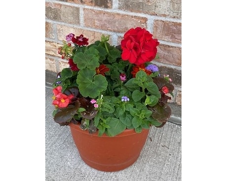 Small  Outdoor Planter Plant