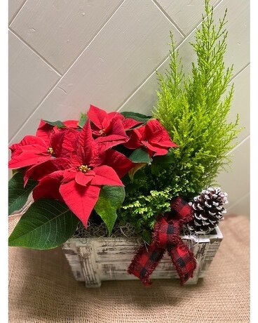 Poinsettia Garden Planter Plant