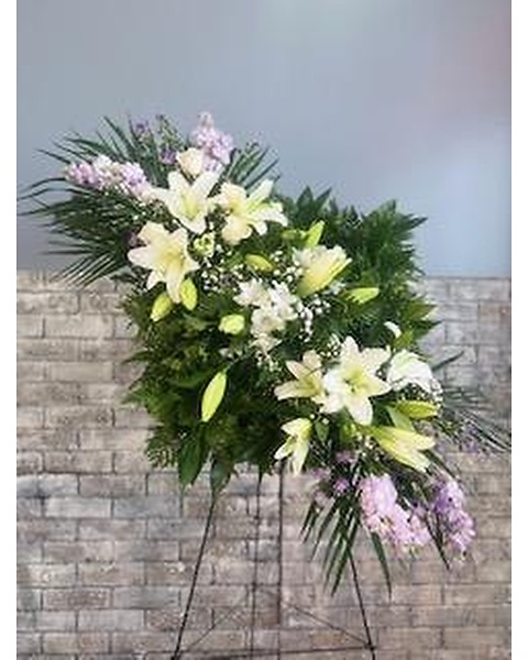 money tree plant full grown 5-7ft Tall Money Tree: Good Luck and Great Looks  Dahing Plants