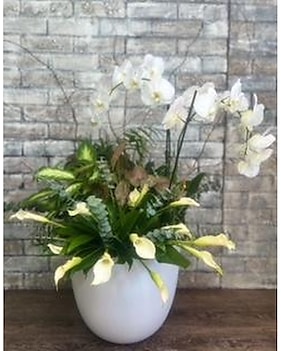 Sympathy Plants Delivery Orlando FL - Harry's Famous Flowers