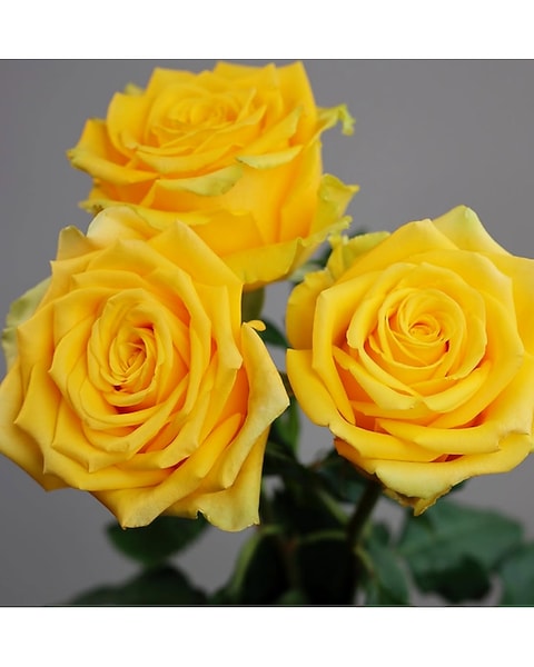 Yellow Rose of TX Dozen in Montgomery TX - Pecan Hill Florist & Gifts Yellow Rose of TX Dozen in Montgomery TX - Pecan Hill Florist & Gifts
