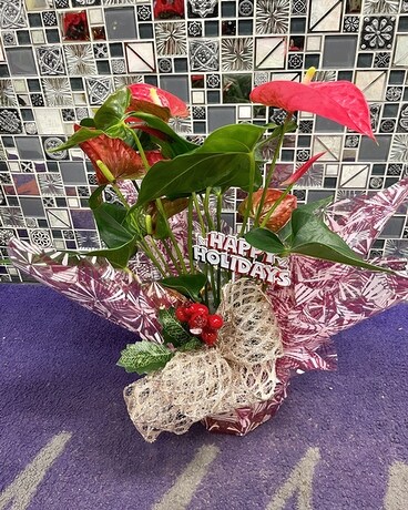Holiday Anthurium Plant Flower Arrangement