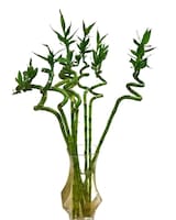 Lucky Bamboo in Orleans ON - Flower Mania