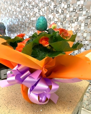 Potted Begonia Flower Arrangement