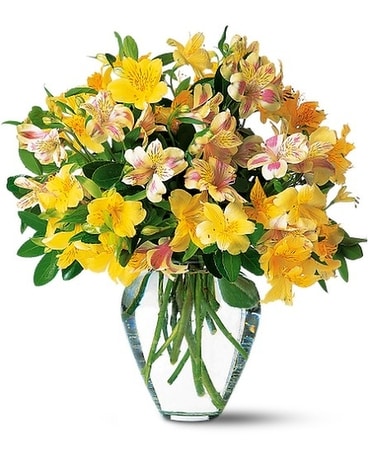 Lasting Flowers- Alstroemeria Vased Flower Arrangement