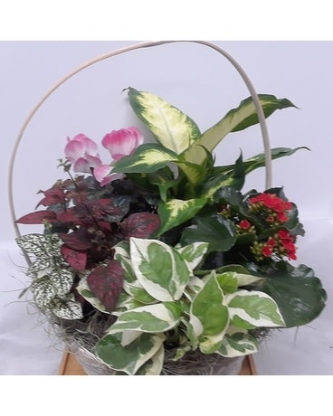 Love Grows Garden Plant