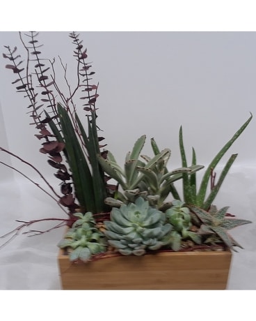 Sweet Succulents Plant