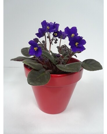 Fantastic Blooms Plant