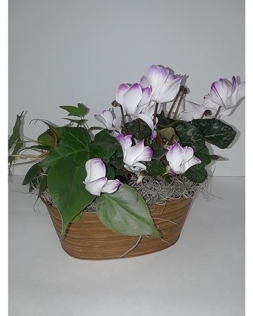 Magnificent Manager Plant