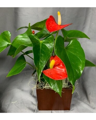 Anthurium Cube Plant