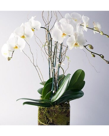 Triple Orchid Flower Arrangement