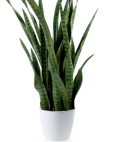 Sansevieria Flower Arrangement