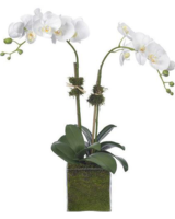 orchid 様 專用 White Orchid - Double | Scotts Flowers NYC