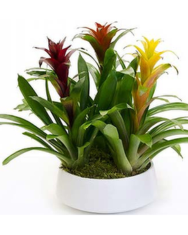 Triple Bromeliad Flower Arrangement