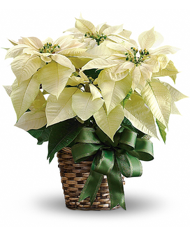White Poinsettia Flower Arrangement