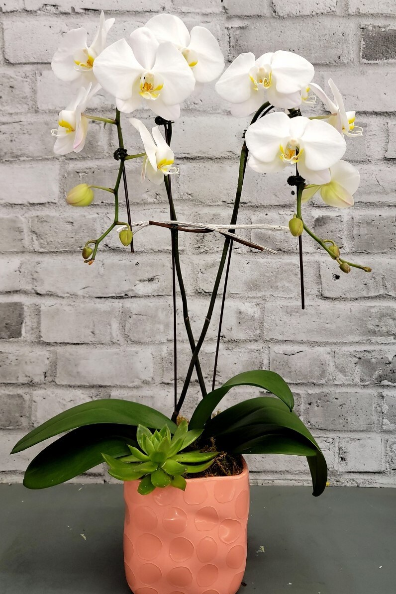 Mothersday Orchid Flower Arrangement