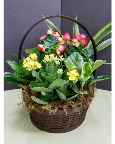 Plant and Flower Basket Flower Arrangement