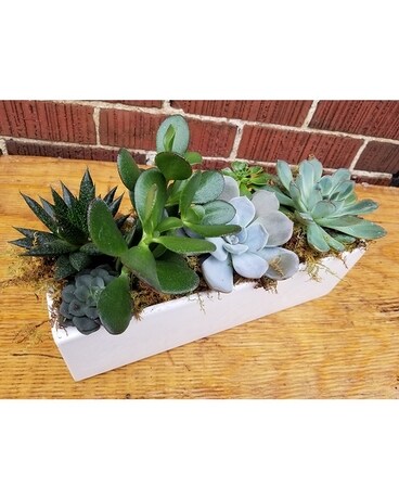 Succulent Garden Plant