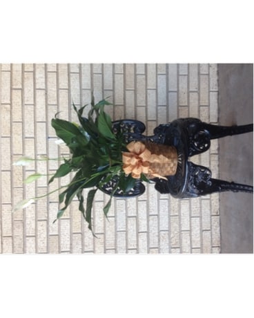 Peace Lily