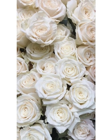 A dozen white roses Flower Arrangement