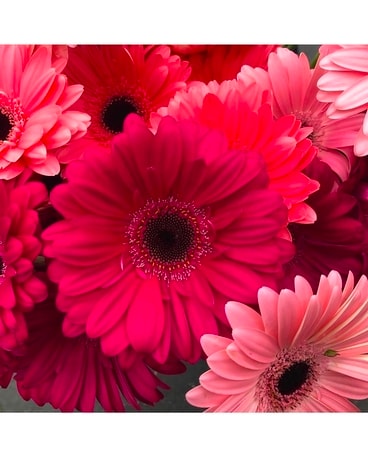 Mixed cut gerbera bouquet Flowers