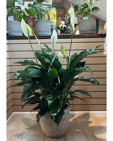 Potted Peace Lily Plant