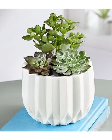 Geometric Succulent Garden Plant