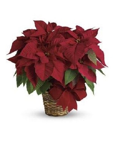 Red Poinsettia Flower Arrangement